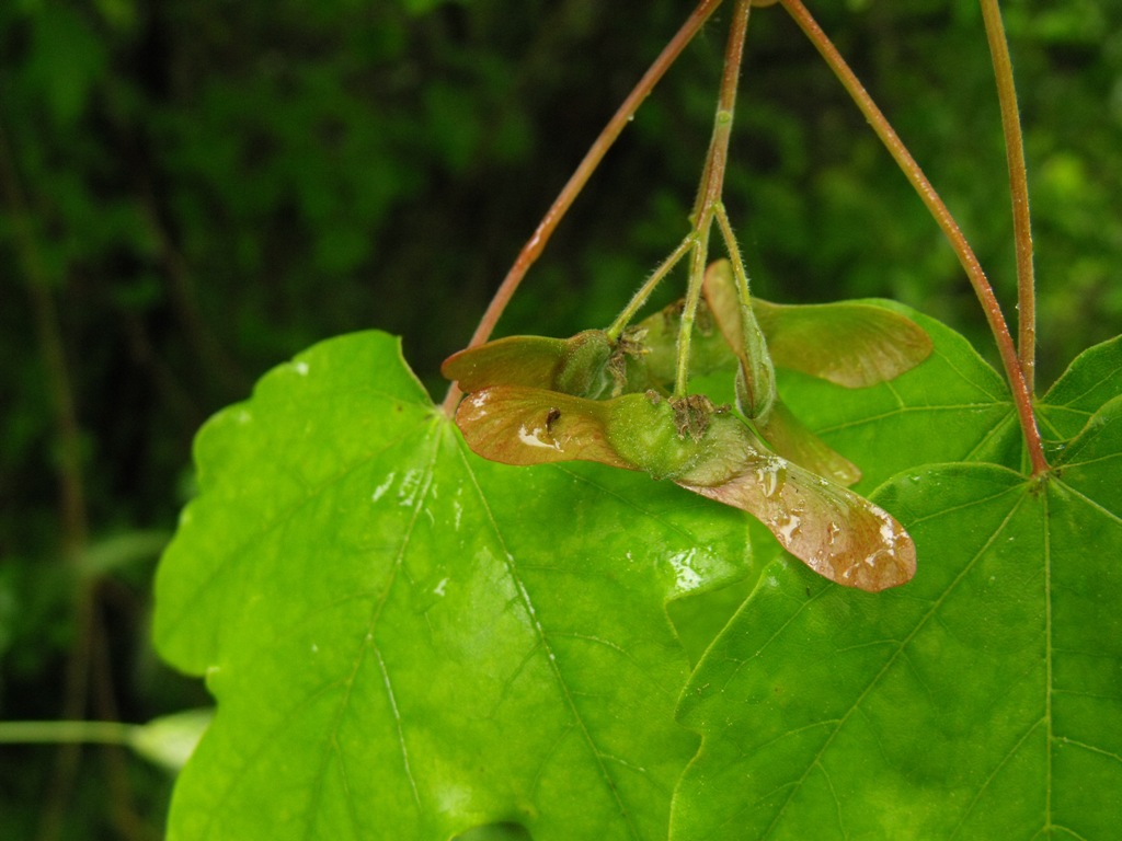 Acer campestre / Acero campestre